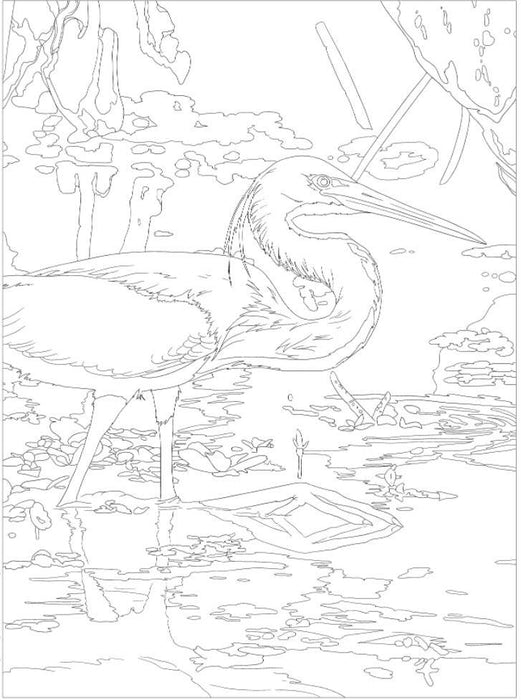 Coloring Book - National Parks, inside page