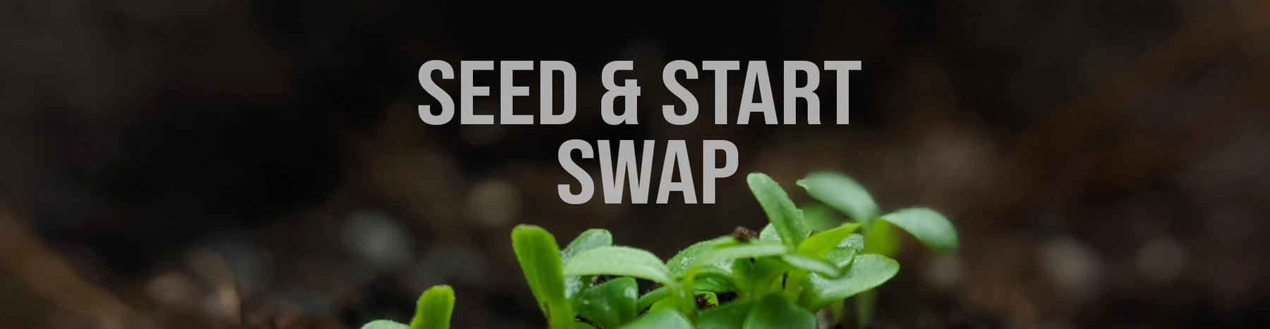 Seed and Start Swap with baby seedlings coming up from the soil