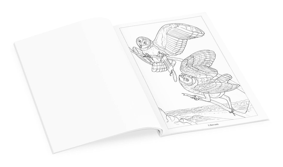 Owls Coloring Book, inside pages