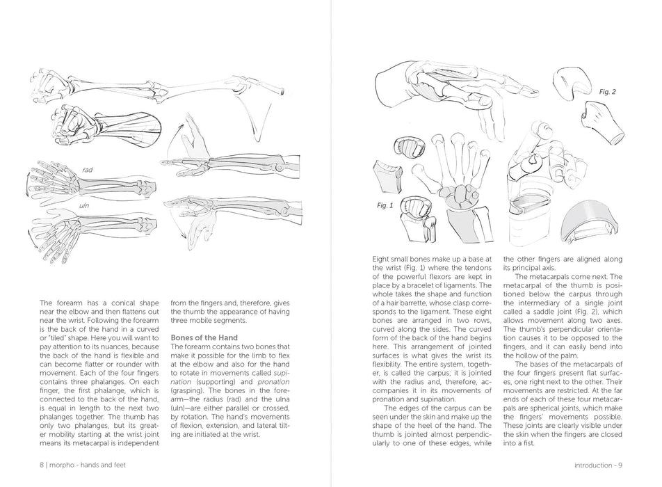 Morpho: Hands And Feet - Art Department LLC