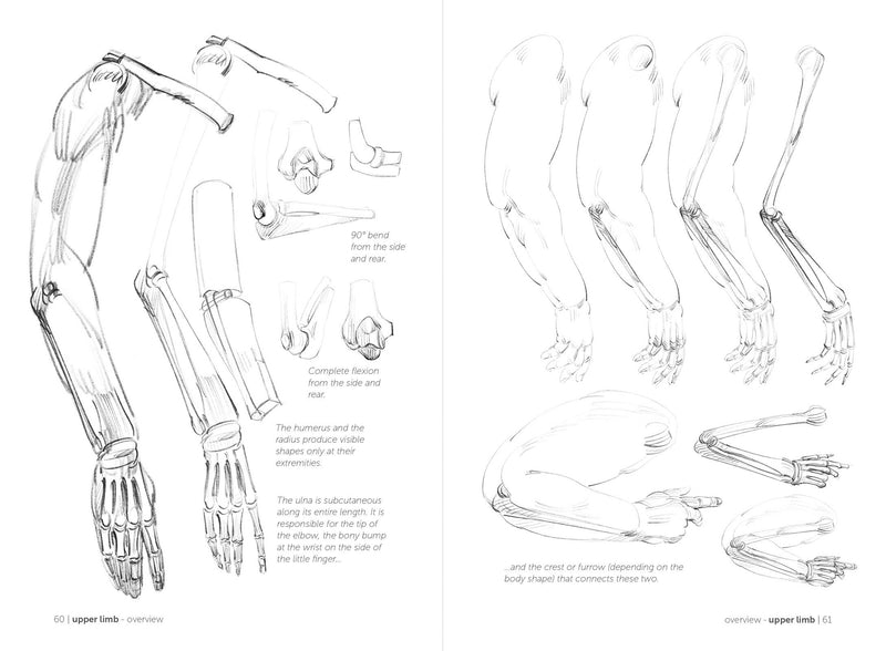 Morpho: Skeleton And Bone Reference Points - Art Department LLC