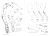 Morpho: Skeleton And Bone Reference Points - Art Department LLC