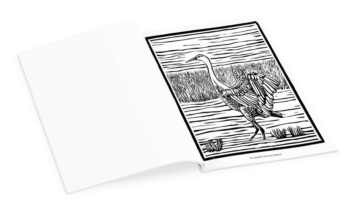 Molly Hashimoto: Birds & Other Wildlife Coloring Book, inside pages