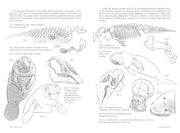 Morpho: Mammals - Art Department LLC