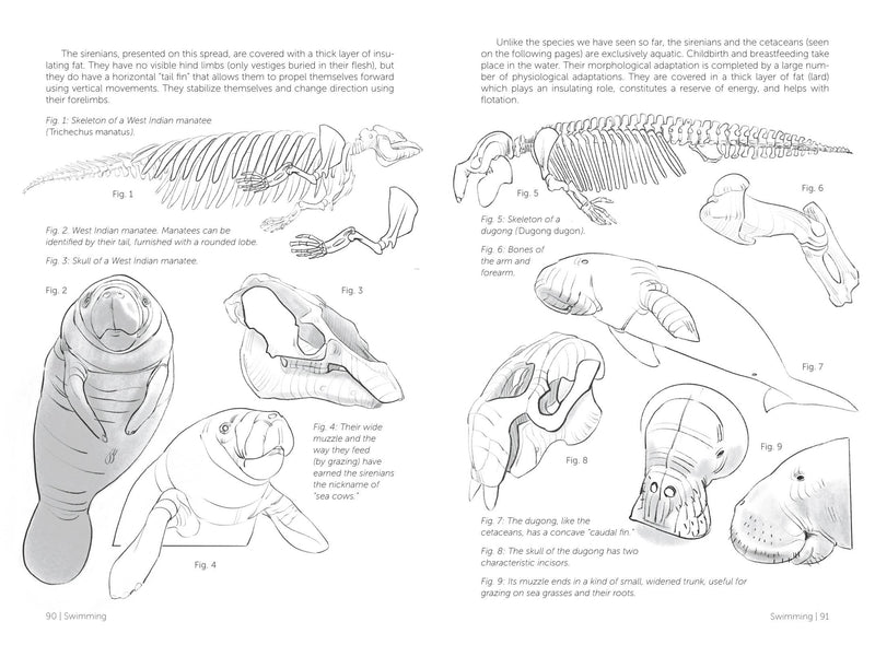 Morpho: Mammals - Art Department LLC