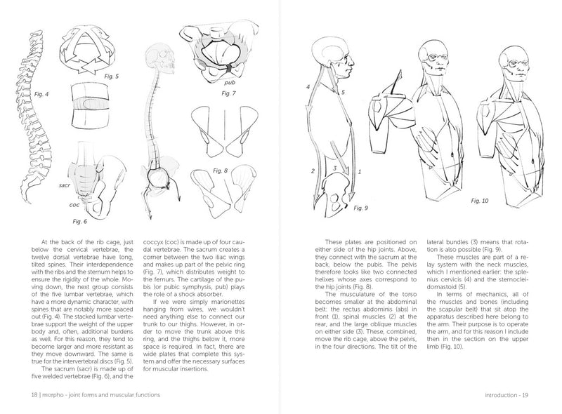 Morpho: Joint Forms And Muscular Functions - Art Department LLC