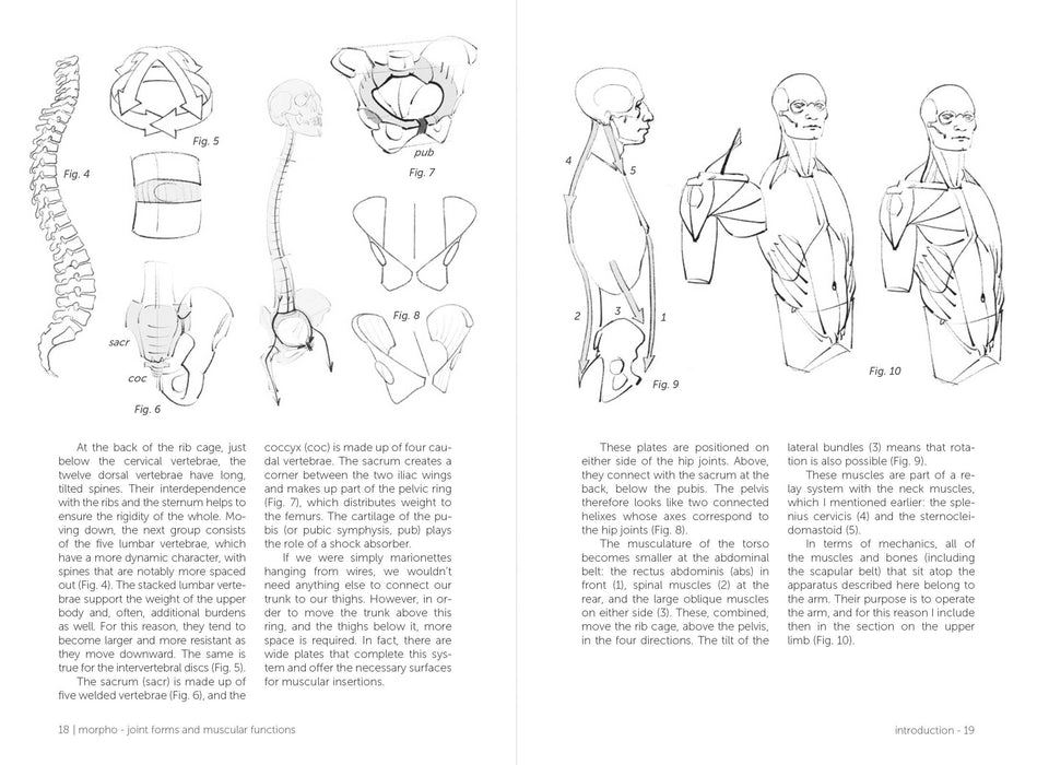 Morpho: Joint Forms And Muscular Functions - Art Department LLC