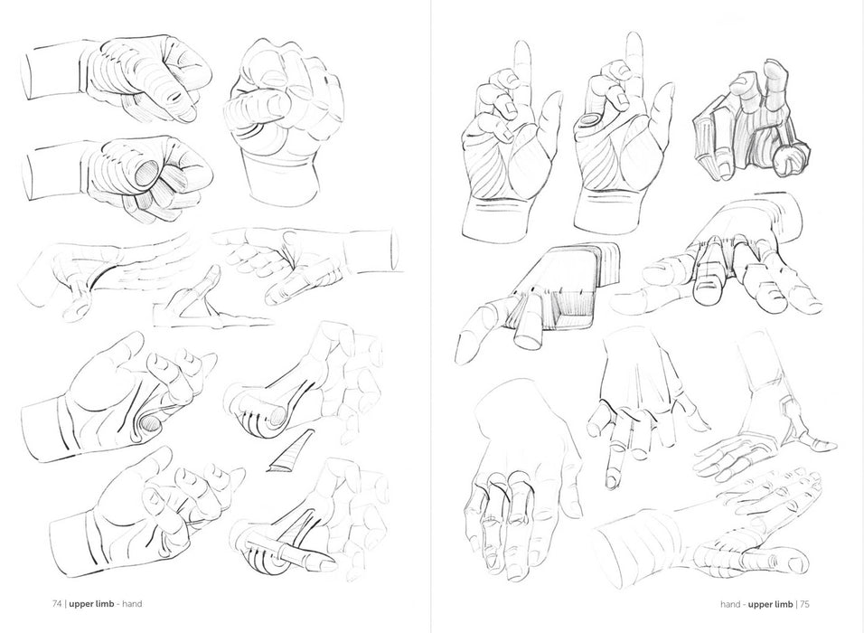 Morpho: Fat And Skin Folds - Art Department LLC