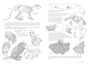 Morpho: Mammals - Art Department LLC