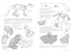 Morpho: Mammals - Art Department LLC