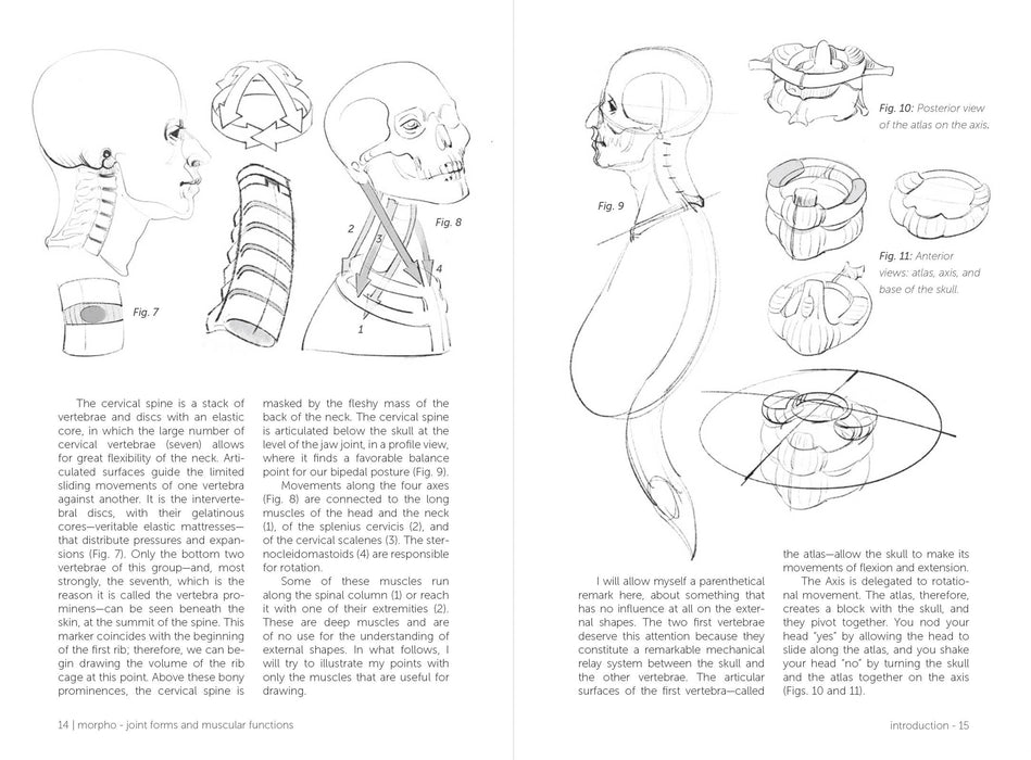 Morpho: Joint Forms And Muscular Functions - Art Department LLC