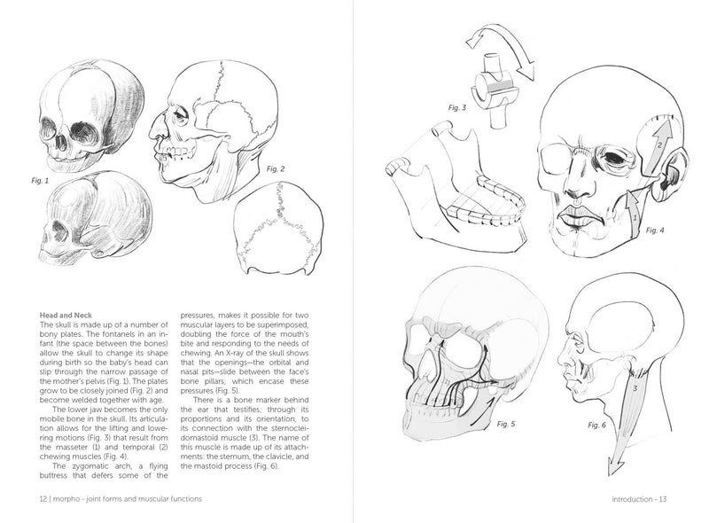 Morpho: Joint Forms And Muscular Functions - Art Department LLC