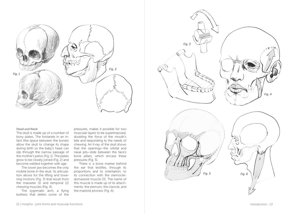 Morpho: Joint Forms And Muscular Functions - Art Department LLC