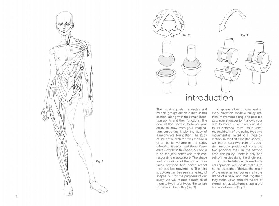 Morpho: Joint Forms And Muscular Functions - Art Department LLC
