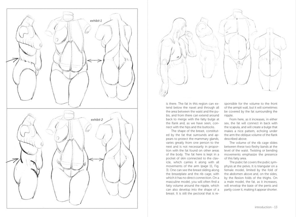 Morpho: Fat And Skin Folds - Art Department LLC