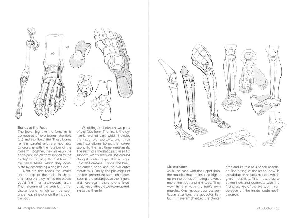 Morpho: Hands And Feet - Art Department LLC