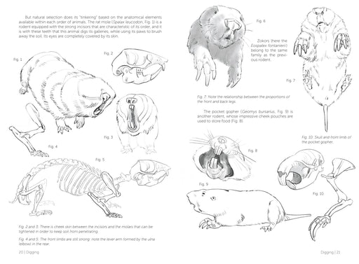 Morpho: Mammals - Art Department LLC