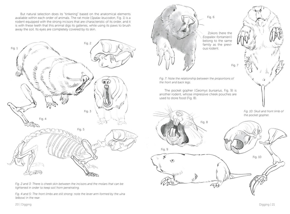 Morpho: Mammals - Art Department LLC