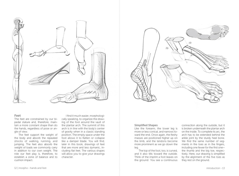 Morpho: Hands And Feet - Art Department LLC