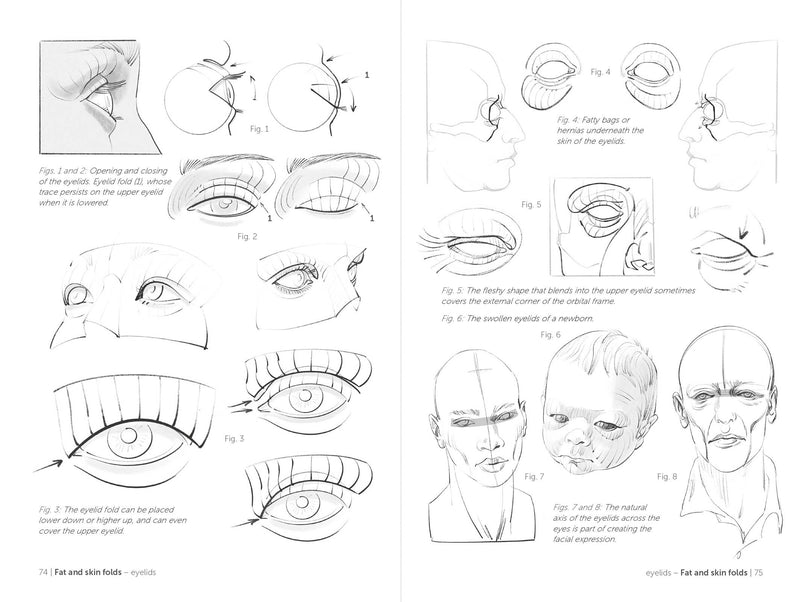 Morpho: Face, Head, And Neck - Art Department LLC