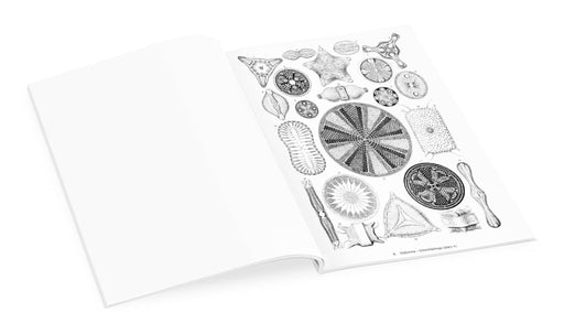 Ernst Haeckel: Art Forms in Nature Coloring Book - Art Department LLC