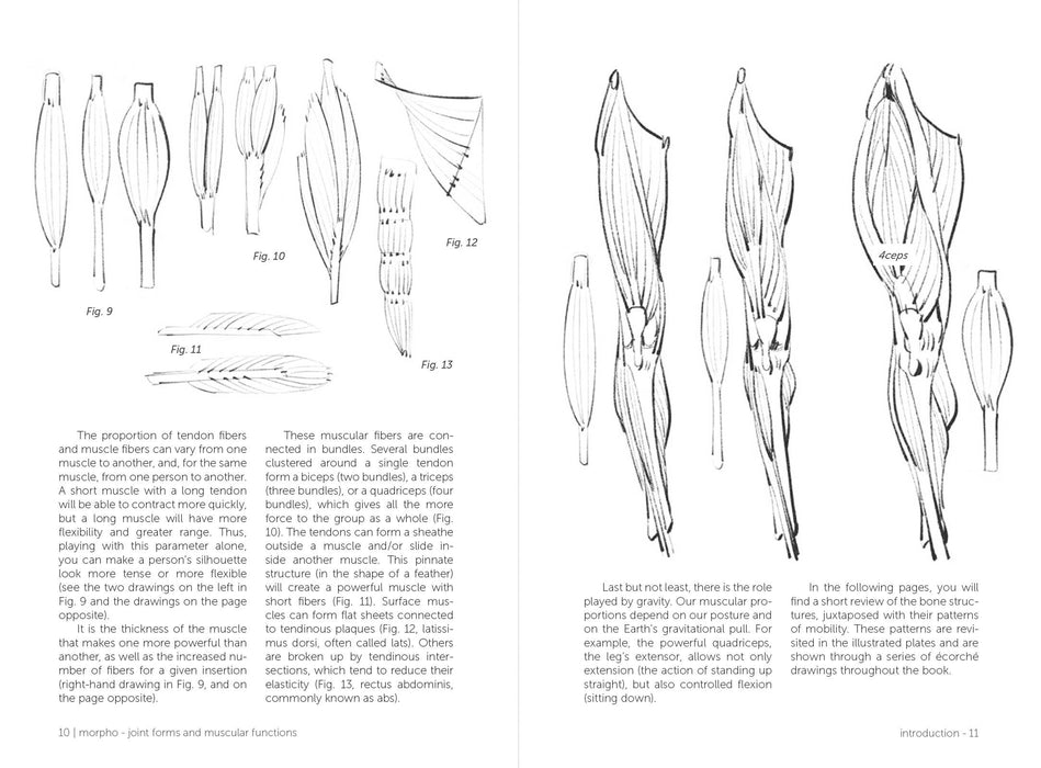 Morpho: Joint Forms And Muscular Functions - Art Department LLC