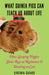 What Guinea Pigs Can Teach Us About Life (Zine)