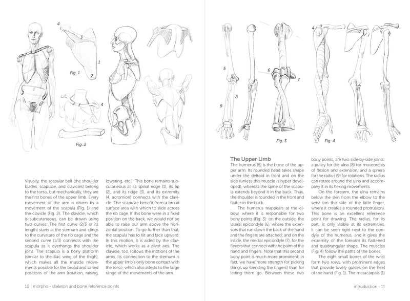 Morpho: Skeleton And Bone Reference Points - Art Department LLC