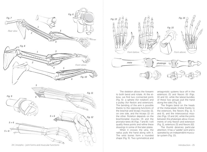 Morpho: Joint Forms And Muscular Functions - Art Department LLC