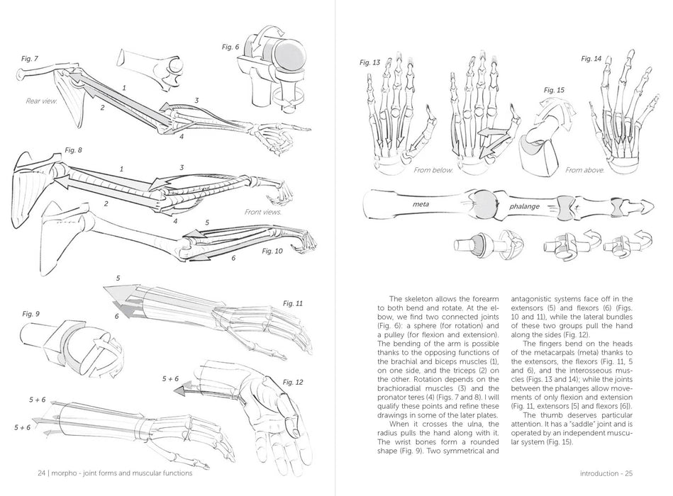 Morpho: Joint Forms And Muscular Functions - Art Department LLC