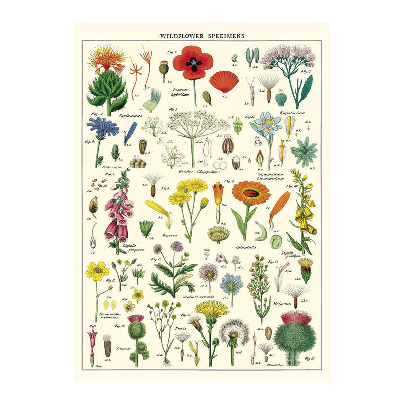 Decorative Paper 19.75 x 27.5 - Art Department LLC