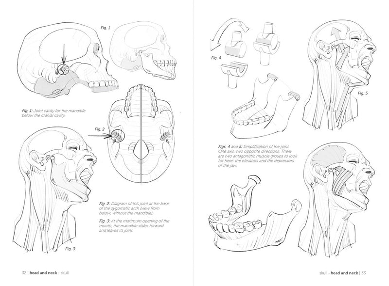 Morpho: Joint Forms And Muscular Functions - Art Department LLC