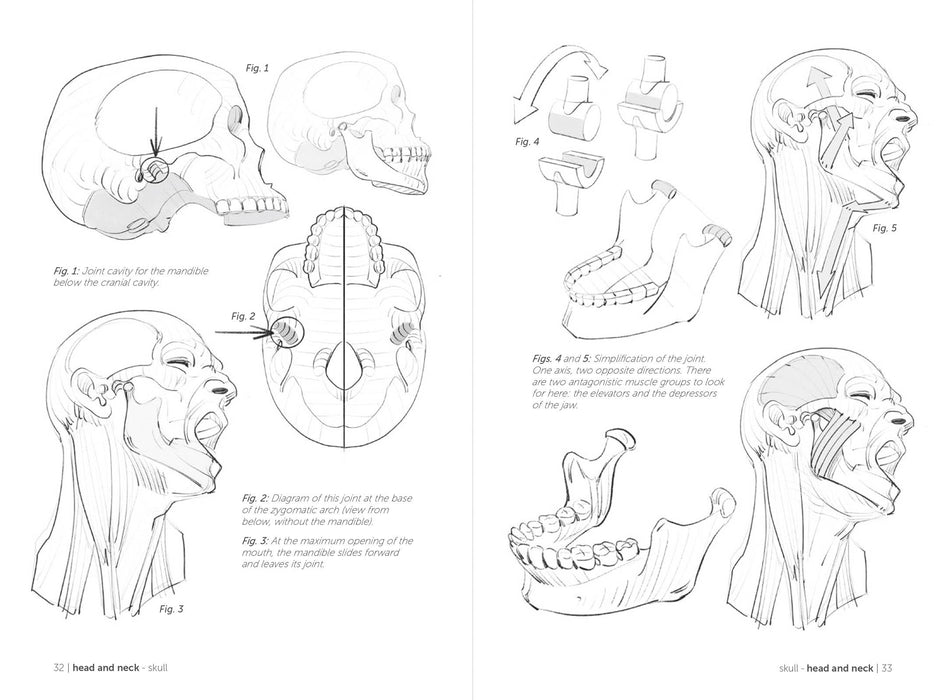 Morpho: Joint Forms And Muscular Functions - Art Department LLC