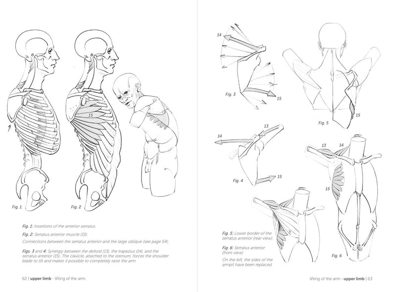 Morpho: Joint Forms And Muscular Functions - Art Department LLC