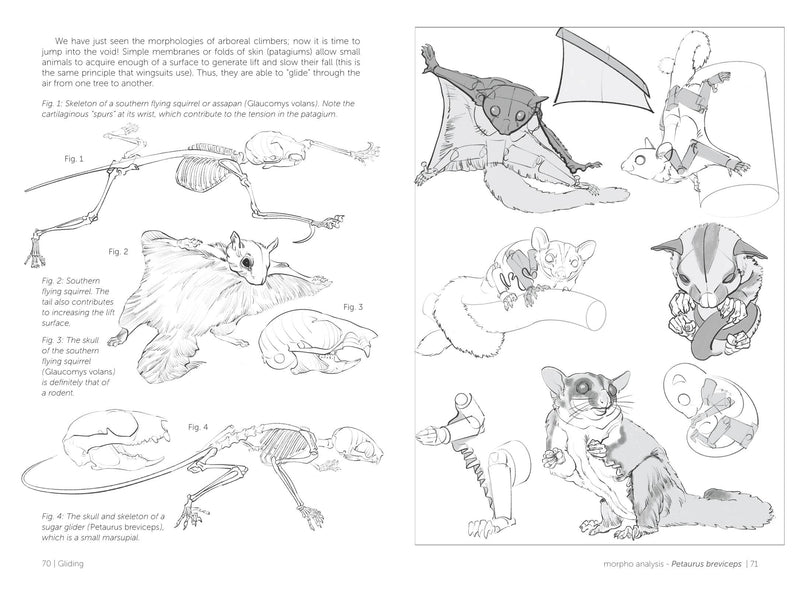 Morpho: Mammals - Art Department LLC