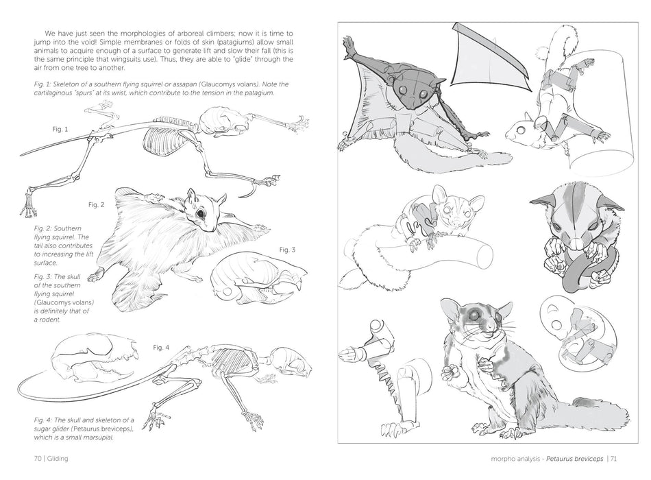 Morpho: Mammals - Art Department LLC