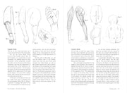 Morpho: Fat And Skin Folds - Art Department LLC