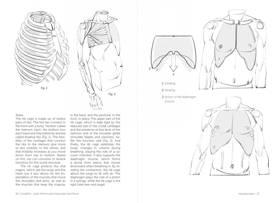 Morpho: Joint Forms And Muscular Functions - Art Department LLC