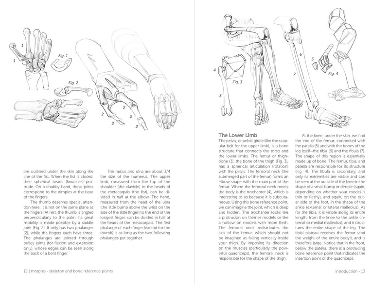 Morpho: Skeleton And Bone Reference Points - Art Department LLC