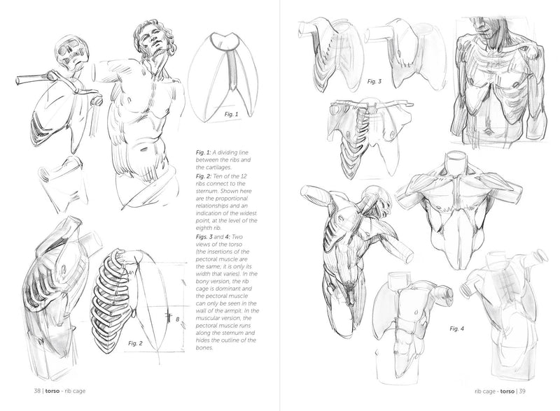Morpho: Skeleton And Bone Reference Points - Art Department LLC