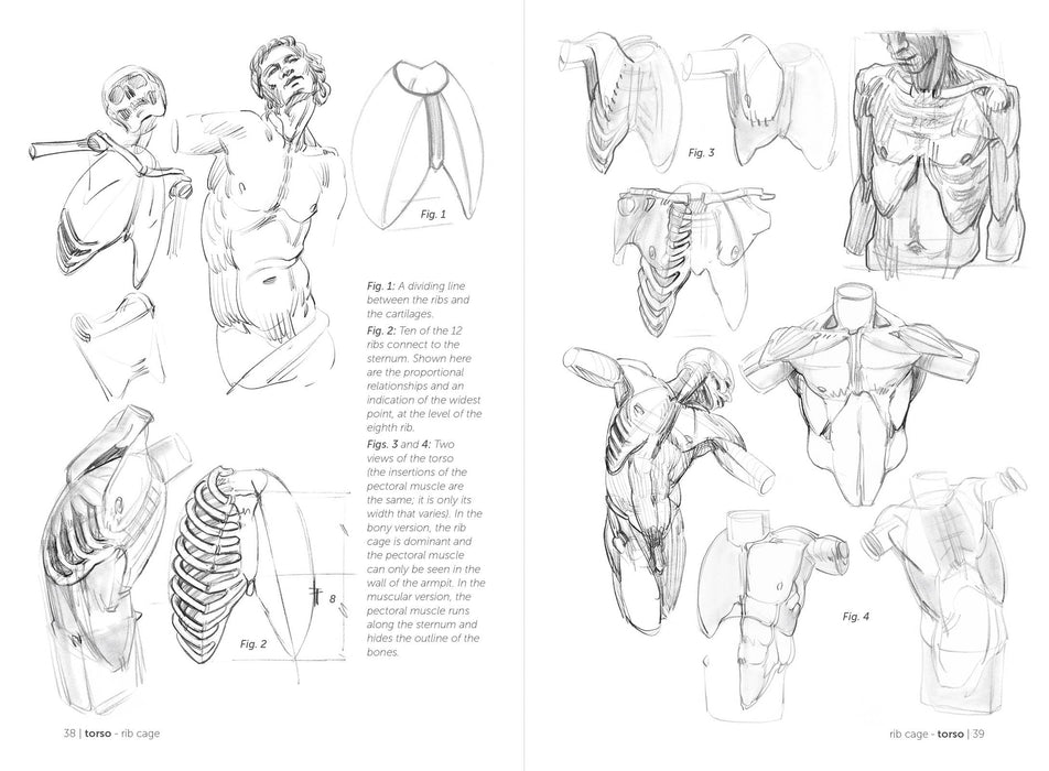 Morpho: Skeleton And Bone Reference Points - Art Department LLC
