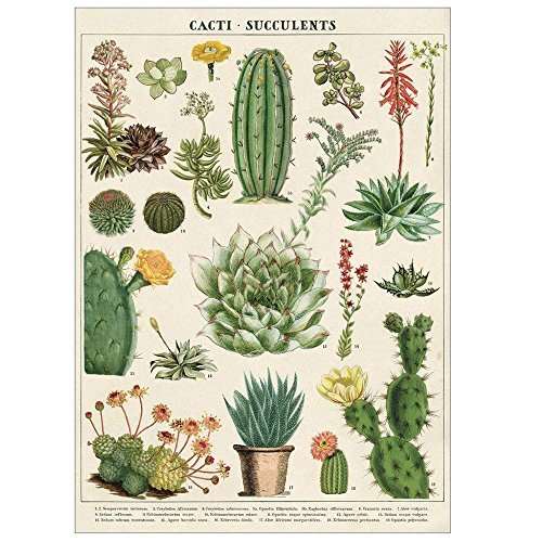 Decorative Paper 19.75 x 27.5 - Art Department LLC