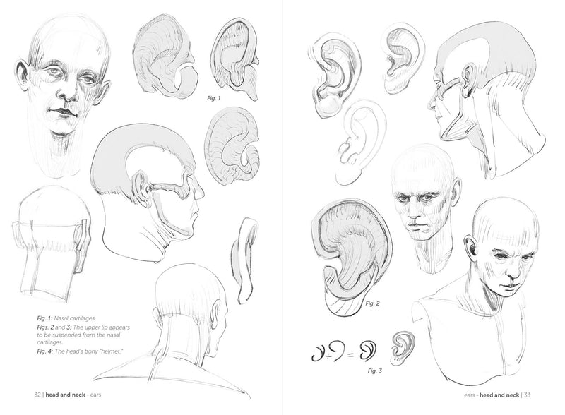 Morpho: Skeleton And Bone Reference Points - Art Department LLC