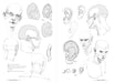 Morpho: Skeleton And Bone Reference Points - Art Department LLC
