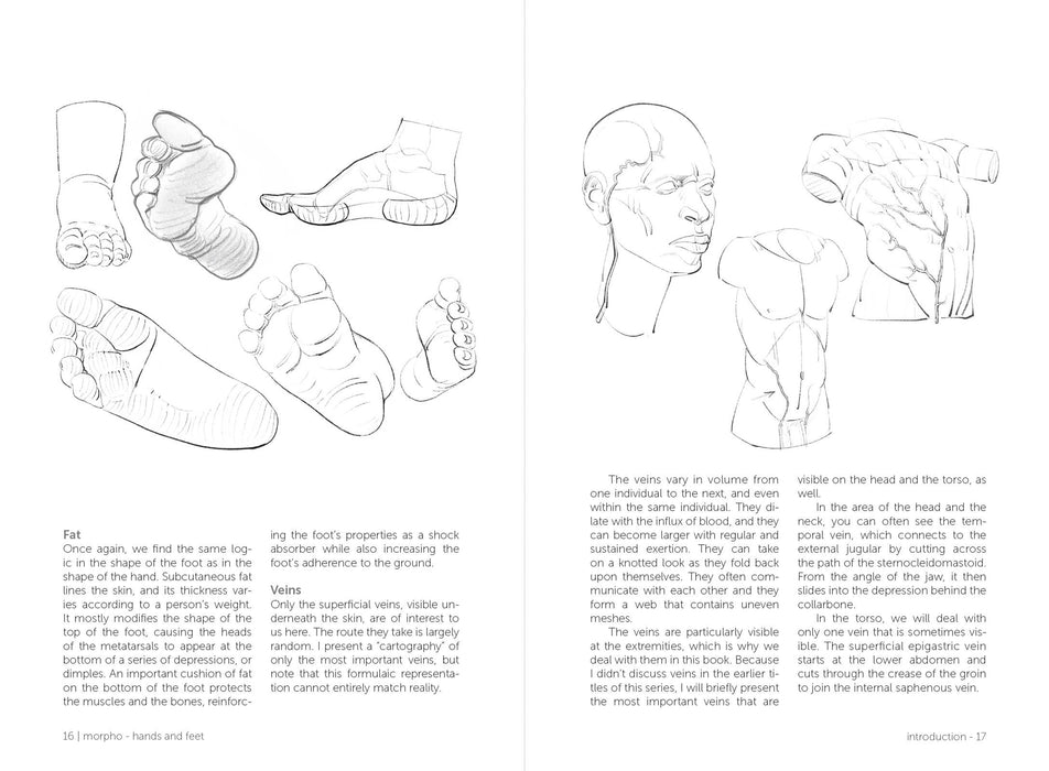 Morpho: Hands And Feet - Art Department LLC