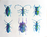 Art Lab Inspired Acrylic- Metallic Beetles Experience