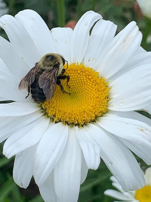 Watercolor Realism: Daisy and Bumble Bee - Art Department LLC