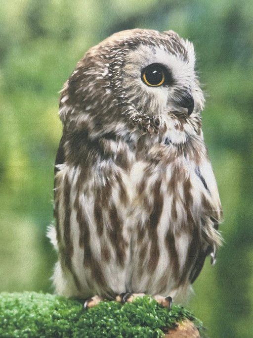 Introduction to Pastel Drawing with Shelly Mackerell - Art Department LLC