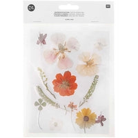 Pressed Flower & Plant Sets