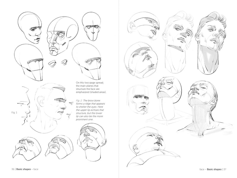 Morpho: Face, Head, And Neck - Art Department LLC